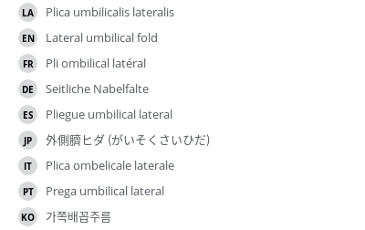 翻译