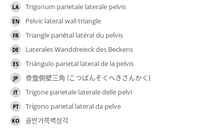 翻译
