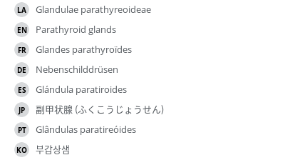 翻译
