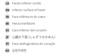 翻译