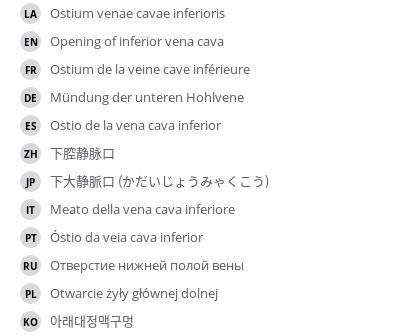 翻译
