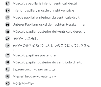 翻译