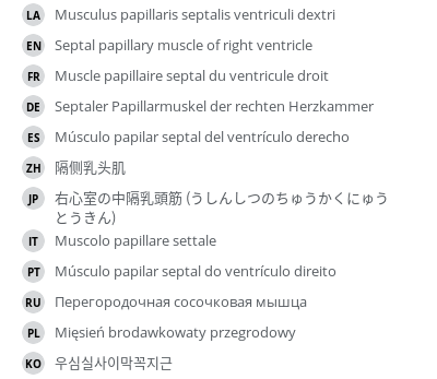 翻译