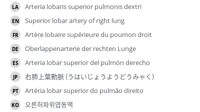 翻译