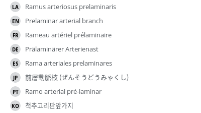 翻译