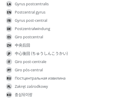 翻译