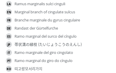 翻译