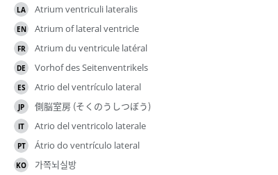 翻译