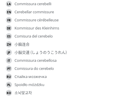 翻译