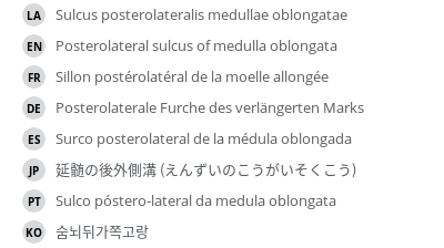 翻译