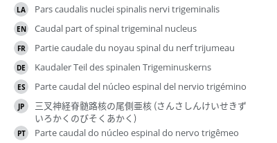翻译