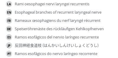 翻译