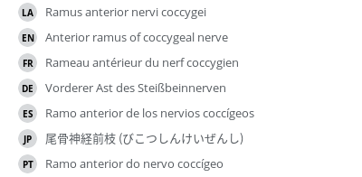 翻译