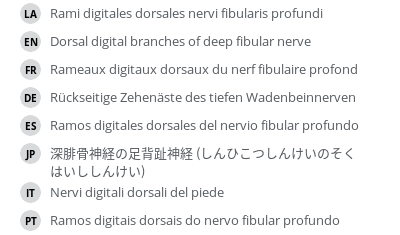 翻译