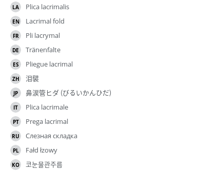 翻译