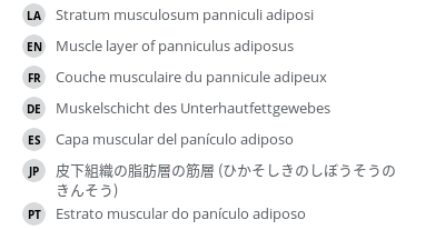 翻译