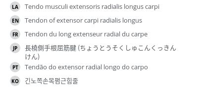 翻译