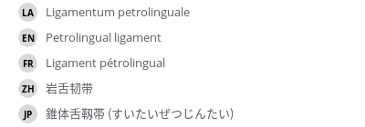 翻译