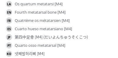 翻译