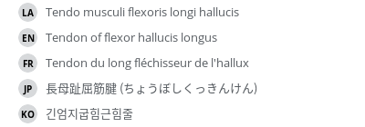 翻译