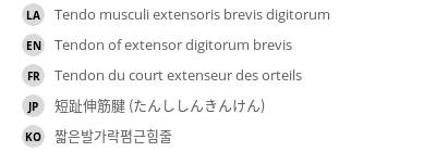 翻译
