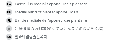 翻译