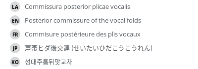 翻译