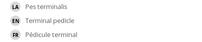 翻译