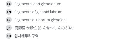 翻译
