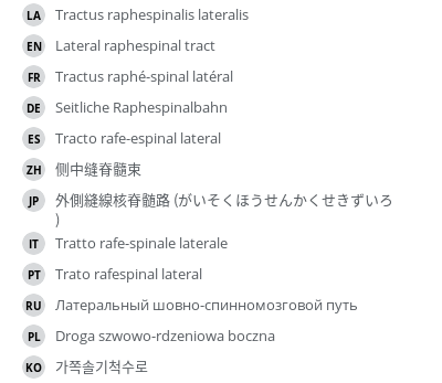 翻译