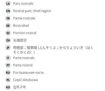 翻译