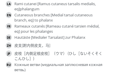 翻译