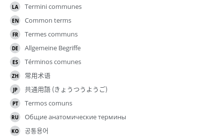 翻译