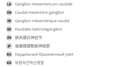 翻译
