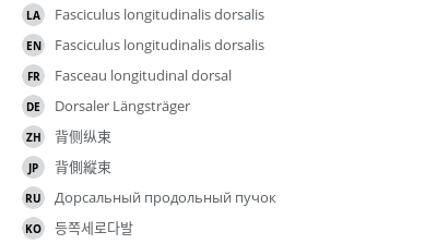 翻译