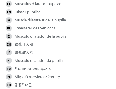 翻译