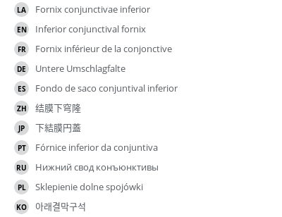 翻译