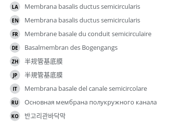 翻译