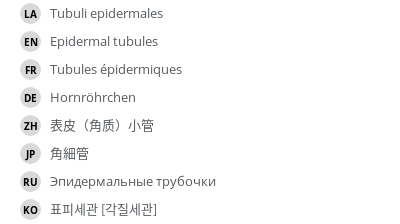 翻译