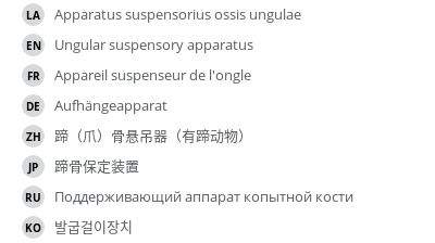 翻译