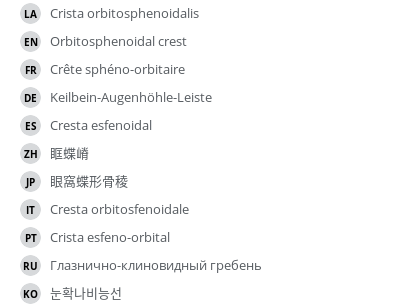 翻译