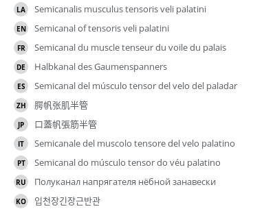 翻译