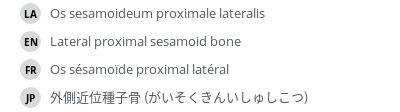 翻译