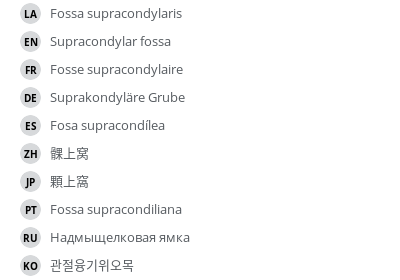翻译