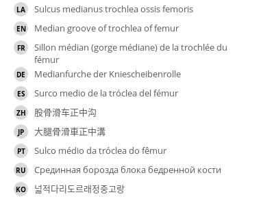 翻译