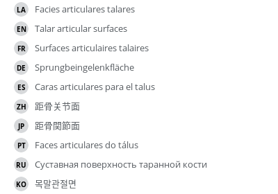 翻译