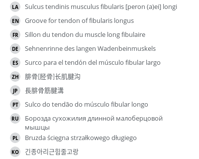 翻译