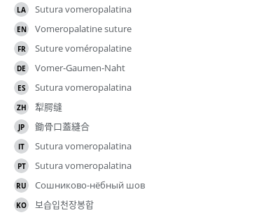 翻译