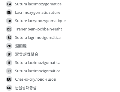 翻译