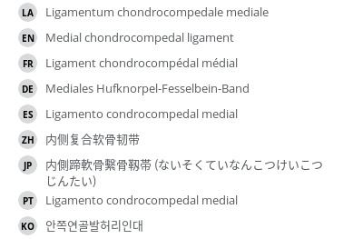 翻译